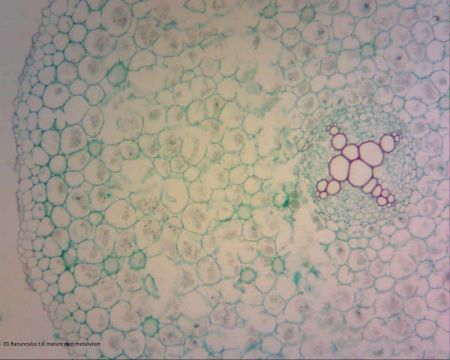 Slide Set, Plant Structure