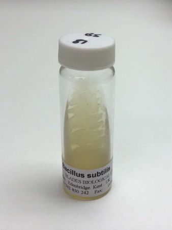 Bacillus subtilis +