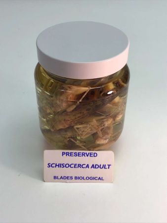 Preserved Locusts