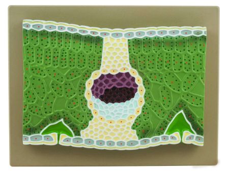 Dicot Leaf Model