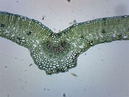 Prepared Slide, Ligustrum Leaf, Cross Section