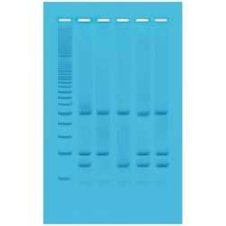 Edvotek® Identification of Genetically Modified Foods Using PCR Kit