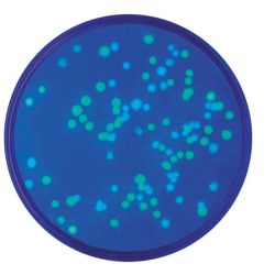 Transformation of E. Coli with Blue & Green Fluorescent Proteins