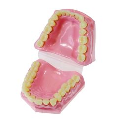 Anatomical Teeth, Dental Set