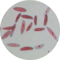 Prepared Slide, Euglena Viridis