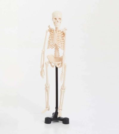 Mini Skeleton