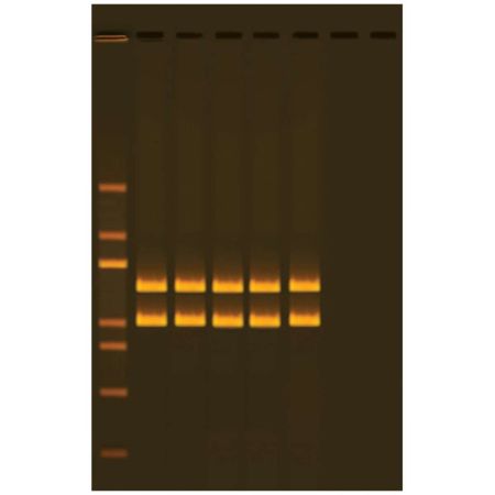 Edvotek� Exploring Human Origin by PCR Amplification of Mitochondrial DNA