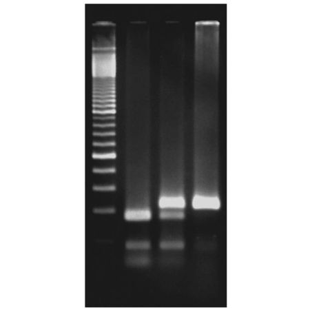 Edvotek� Exploring the Genetics of Taste: SNP Analysis of the PTC Gene Using PCR