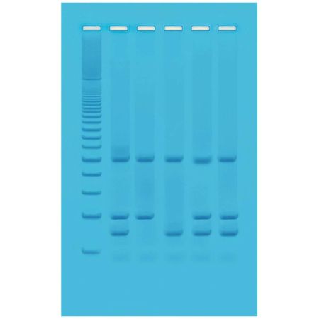 Edvotek� Identification of Genetically Modified Foods Using PCR Kit