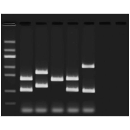 Edvotek� VNTR Human DNA Typing Using PCR Kit