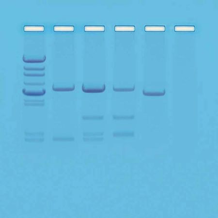 DNA Paternity Testing Simulation