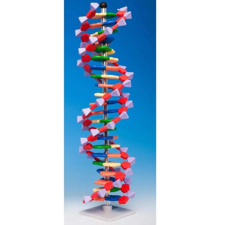 Mini DNA� Molecular Model Kit, 22 Layer
