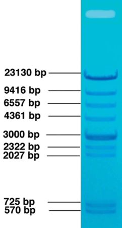 DNA Gel Markers: Standard DNA Fragments