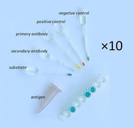 Simulated Elisa Kit