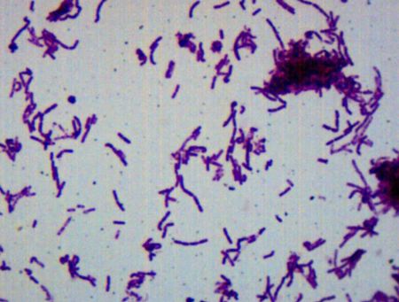  Prepared Slide, Bacillus Smear, Gram-Negative