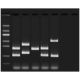 Edvotek� VNTR Human DNA Typing Using PCR Kit