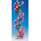Mini DNA� Molecular Model Kit, 22 Layer