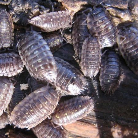 Woodlice