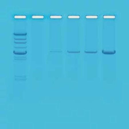 Principles of PCR Kit