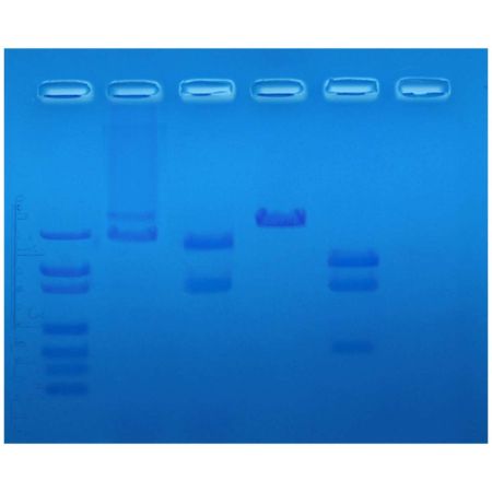 Edvotek Restriction Enzyme Mapping