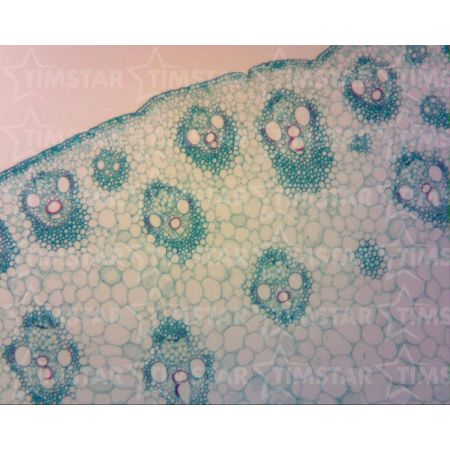 Prepared Slide, Monocot and Dicot Stem