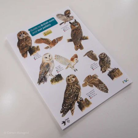 Owl Pellet Guide