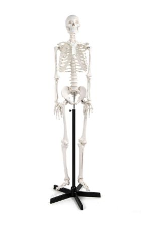 Skeleton Model