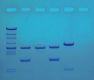 DNA Fingerprinting by PCR Amplification, 8 Gels