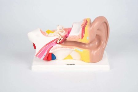 Ear Model