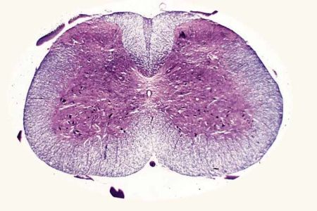 Prepared Slide, Spinal Cord