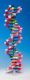 Mini DNA� Molecular Model Kit, 12 Layer