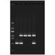 Edvotek® Alu Human DNA Typing Using PCR