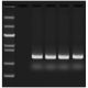 Edvotek® Quick PCR Kit