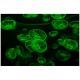 Transformation of E. Coli with Green Fluorescent Protein (GFP)