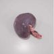 Frozen Lamb's Kidneys