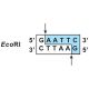 Edvotek� Purification of the Restriction Enzyme Eco RI Kit