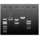 Edvotek Restriction Enzyme Mapping