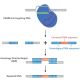 Replenisher Kit For Using CRISPR To Treat Cystic Fibrosis