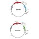 Transformation of E. Coli with Blue & Green Fluorescent Proteins