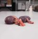 Frozen Lamb's Kidneys with Vessels