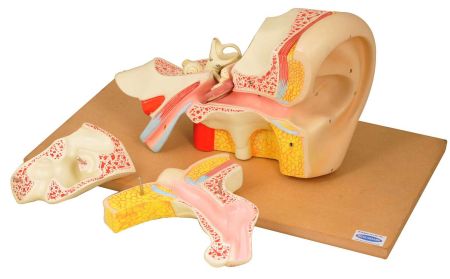 Ear Model, 5 Parts