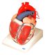 Heart Model, Giant, 7 Parts