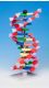 Mini DNA� Molecular Model Kit, 12 Layer