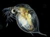 Daphnia (Water Fleas)