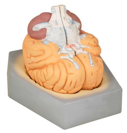 Brain Model, 2 Parts