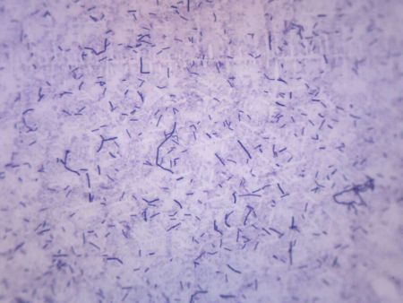 Prepared Slide, Bacillus Subtilis Gram Positive