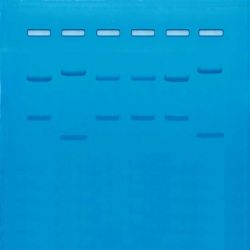 DNA  Fingerprinting Using PCR Replenisher, Samples ONLY