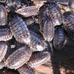 Woodlice, Pack 50