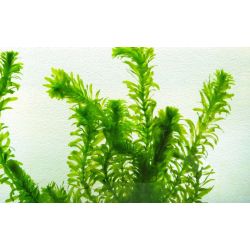 Egeria Densa (Pondweed)