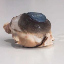 Preserved Cow Eye